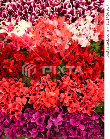 Garden cyclamen flower seedlings 111456917