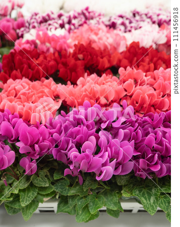 Garden cyclamen flower seedlings 111456918