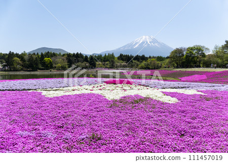 Fuji Shibazakura Festival in full bloom Fuji Motosuko Resort 111457019
