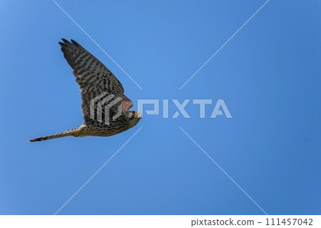 Kestrel female flying gallantly in the blue sky background Kestrel female flying gallantly in the blue sky background 111457042