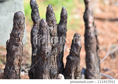 Rakusho aerial roots, respiratory roots, winter waterside 111457052