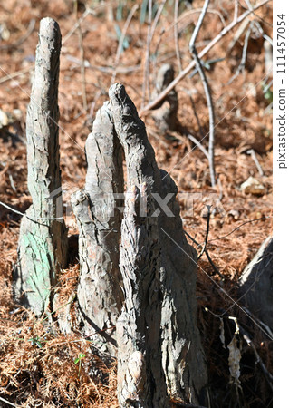 Rakusho aerial roots, respiratory roots, winter waterside 111457054