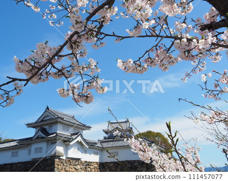 岸和田城堡和櫻花 岸和田城堡和櫻花 111457077