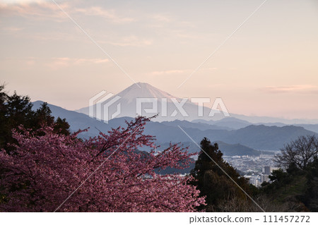 Kawazu cherry blossoms in bloom, a spectacular view in early spring <Tokuganji Temple> 111457272