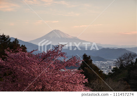 河津櫻花盛開，早春美景<德願寺> 111457274