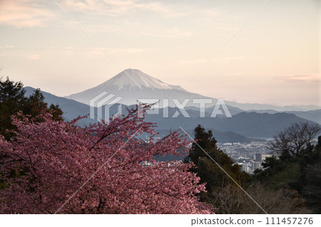 河津櫻花盛開,早春美景<德願寺> 河津櫻花盛開,早春美景<德願寺> 111457276