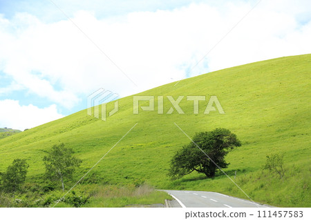 Summer Venus Line 111457583