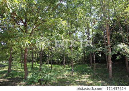 秋天公園Kunugi森林 秋天公園Kunugi森林 111457624