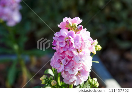 stock flower macro stock flower macro 111457702