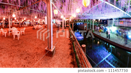 Large wisteria flowers that shine in the spring night illumination [Nakayama Large wisteria tree, approximately 300 years old, located at Nakayama Kumano Shrine in Yanagawa City] 111457730