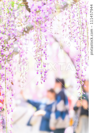 Large wisteria flowers bathed in bright spring light and tourists [Nakayama Great Wisteria, a natural monument over 300 years old] Yanagawa City 111457944