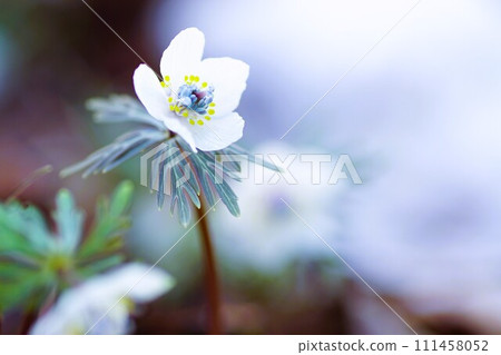 Setsubunsou blooms against the background of mottled snow Setsubunsou blooms against the background of mottled snow 111458052
