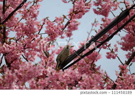 鳥兒停在櫻桃枝上 111458189
