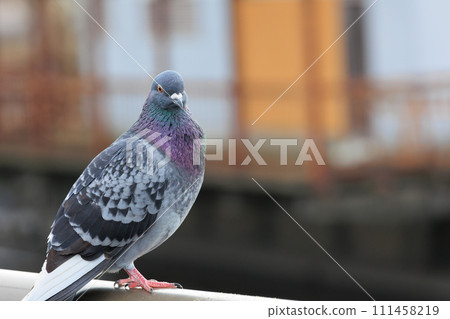Pigeon in the park Pigeon in the park 111458219