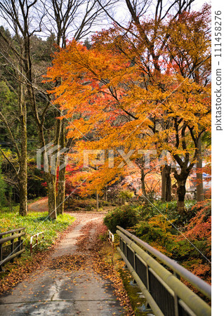 岐阜的秋日美景 111458276