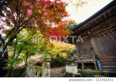 岐阜長彥神社的秋葉 岐阜長彥神社的秋葉 111458351