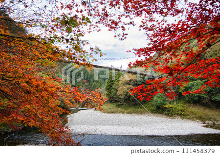 岐阜縣太良森林公園的吊橋，是著名的紅葉勝地 111458379