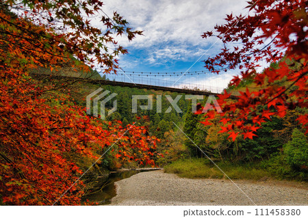岐阜縣太良森林公園的吊橋，是著名的紅葉勝地 111458380