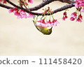 Spring wild bird white-eye and cherry blossoms in Izu Spring wild bird white-eye and cherry blossoms in Izu 111458420
