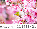 Spring wild bird white-eye and cherry blossoms in Izu Spring wild bird white-eye and cherry blossoms in Izu 111458421