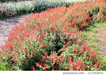 Salvia flower Coccinea Safflower salvia Salvia flower Coccinea Safflower salvia 111458441