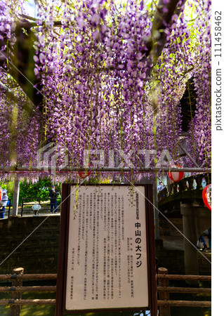 壯觀的大紫藤花和在春光下閃閃發光的花祭風景【擁有300年以上樹齡的天然紀念物中山大紫藤】柳川市 111458462