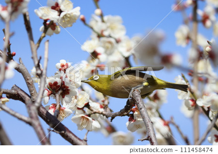 A plum grove in full bloom is the best living area for white-eyes - 4 A plum grove in full bloom is the best living area for white-eyes - 4 111458474
