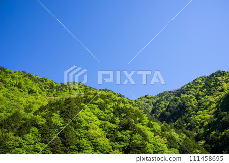 【清新綠色形象】清新的綠色和藍天的清新景色 111458695