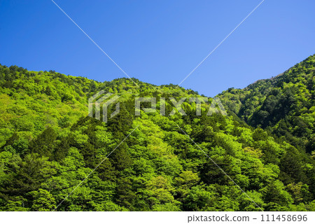[Fresh green image] Refreshing scenery of fresh greenery and blue sky 111458696