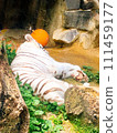 White tiger sleeping backwards 111459177