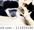 Abyssinian colobus sleeping 111459180