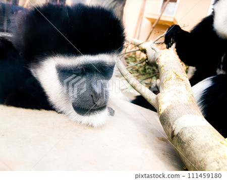 阿比西尼亞疣猴睡覺 阿比西尼亞疣猴睡覺 111459180