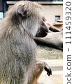 Monkey's profile 111459320