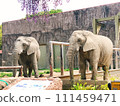 two elephants 111459471