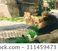 Two Lions 111459473
