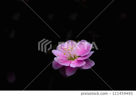 粉紅色的梅花 粉紅色的梅花 111459493