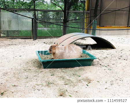 Capybara while eating 111459527