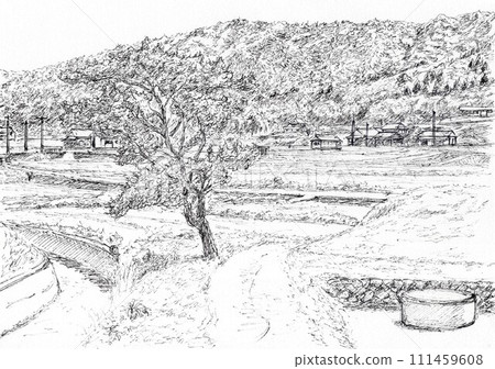 A persimmon tree standing in a woodland 111459608