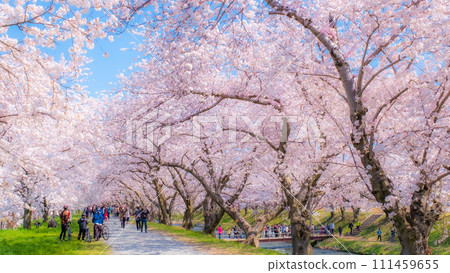 船川朝日的一排櫻花樹（柔焦） 111459655