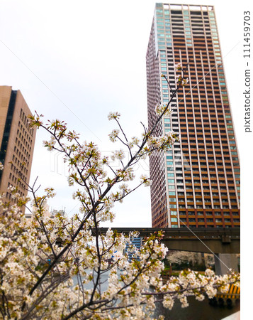 Urban cherry tree Urban cherry tree 111459703