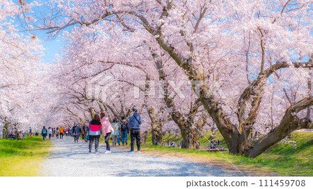 A row of cherry blossom trees in Asahi Funakawa (soft focus) 111459708