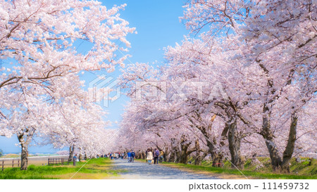 A row of cherry blossom trees in Asahi Funakawa (soft focus) 111459732