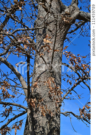 A large oak tree withered in winter was covered with the shells of Japanese oak beetles. A large oak tree withered in winter was covered with the shells of Japanese oak beetles. 111459789