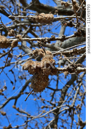 A large oak tree withered in winter was covered with the shells of Japanese oak beetles. A large oak tree withered in winter was covered with the shells of Japanese oak beetles. 111459793