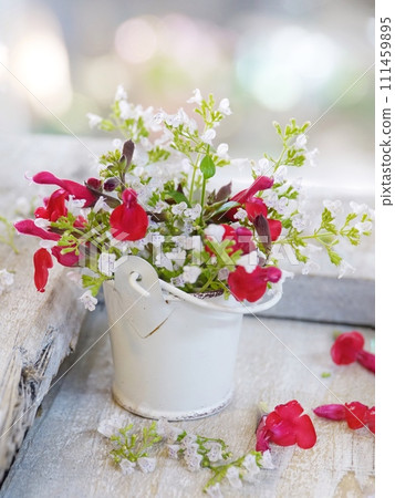 cherry sage and calaminsa cherry sage and calaminsa 111459895