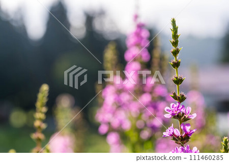 夏季早晨陽光照亮的千屈菜花 111460285