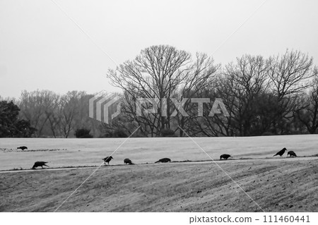 A flock of corvid crows on the lawn A flock of corvid crows on the lawn 111460441