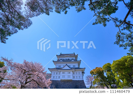 從本丸廣場穿過松樹,可以看到神奈川縣小田原市的小田原城,櫻花盛開 從本丸廣場穿過松樹,可以看到神奈川縣小田原市的小田原城,櫻花盛開 111460479