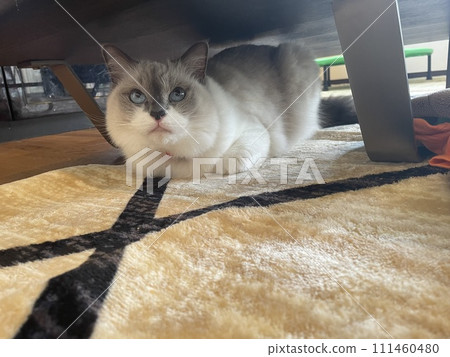ragdoll hiding ragdoll hiding 111460480