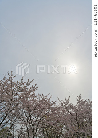 [Kyoto Prefecture] March: Blue skies and cherry blossoms in full bloom (Yodogawa River Park Sewari-tsui District) 111460601